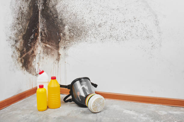  Taft Heights, CA Mold Removal Pros