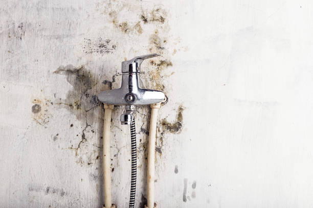 Best Affordable Mold Removal  in Taft Heights, CA