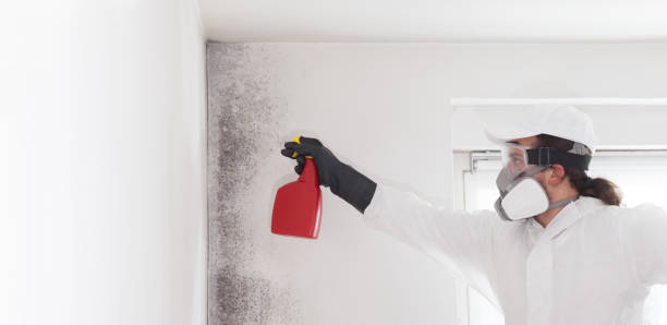 Trusted Taft Heights, CA Mold Removal Experts