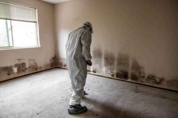 Best Mold Cleaning Services  in Taft Heights, CA