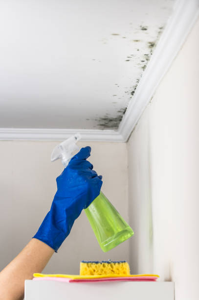 Attic Mold Removal in Taft Heights, CA