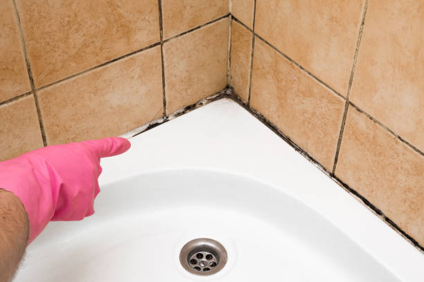 Best Residential Mold Removal  in Taft Heights, CA